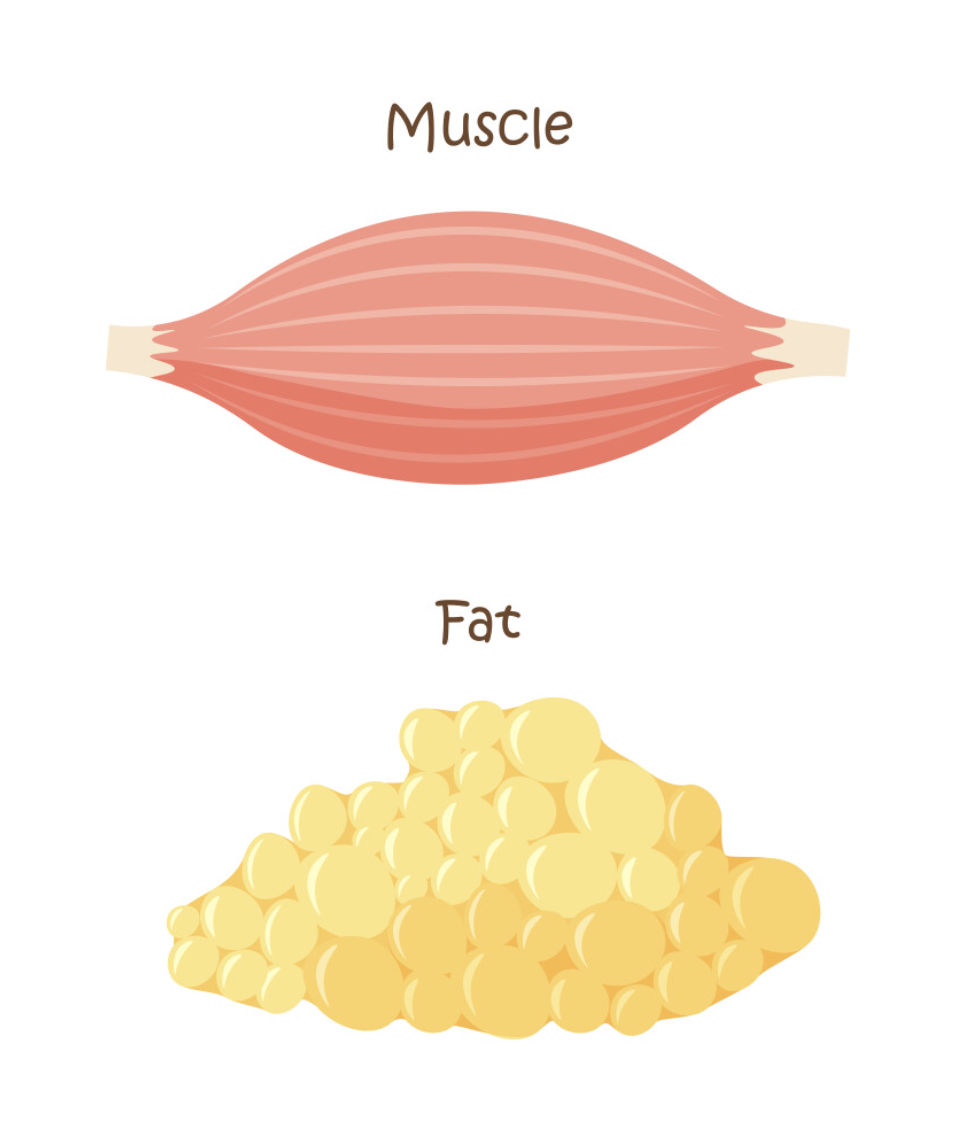 fat vs muscle, does muscle weigh more than fat?